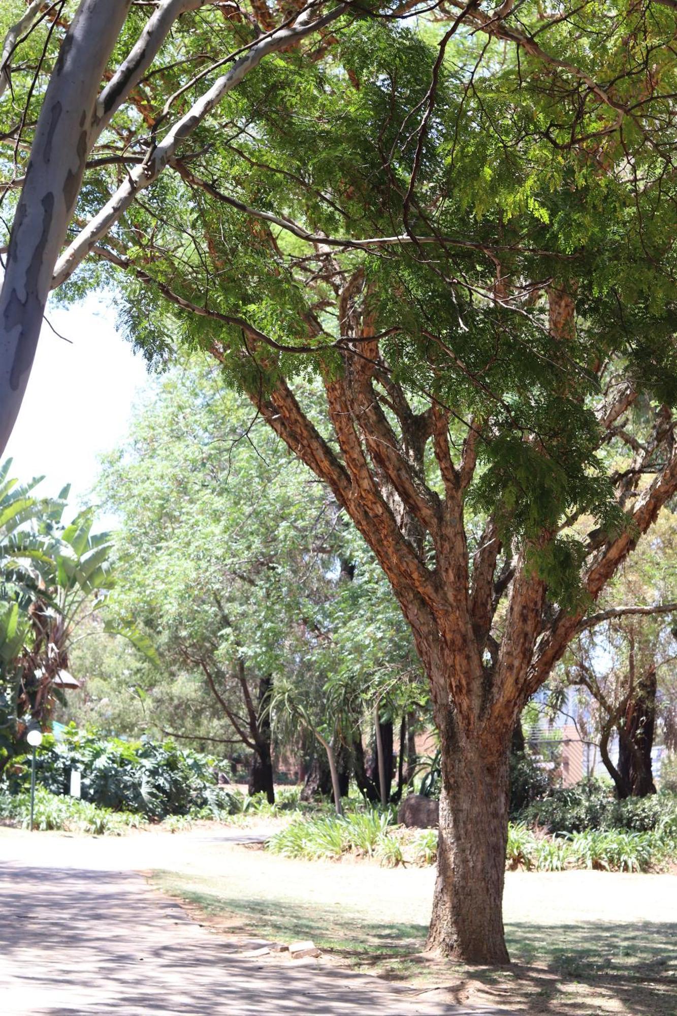 Khaya Africa Guesthouse Midrand Kültér fotó